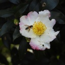 山茶花が咲く花見山