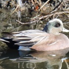 『令和6(2024)年2月28日の鳥さん Vol.3　国分川で野鳥の観察･撮影 タヒバリやよく動き回るカワセミが登場!!久々のアメリカヒドリも登場!!』の画像