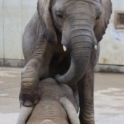 砥愛ちゃん！お姉ちゃんの頭は跨ぐもんじゃありません！