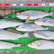 2025年12月7日　釣果