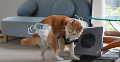 後ろ脚が弱っても…