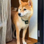 風太通信～柴犬風太の日記帳
