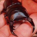 ヘラクレス飼育～天下統一の道～