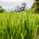 穂揃いの稲とトーマス