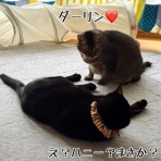 猫とお酒と日々のこと