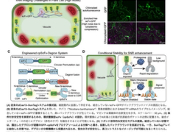 標的RNA結合活性化型CRISPR/dCas13Xイメージングシステムによる、植物内RNAの精密な追跡ーーPLoS Biology刊行論文から