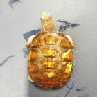 『トウブハコガメ入荷！』の画像