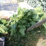 果樹と野菜の栽培時々釣り、横須賀(新)