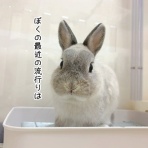 ブンチョ日誌