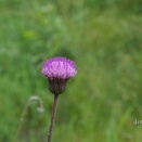キセルアザミ（煙管薊）など
