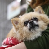 『12月11日（土）〜12日（日）のオープンについて』の画像