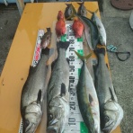 中本渡船　釣果情報