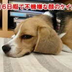 ガオだらけな日々　