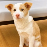 『【子犬】みれなちゃん♀ 里親募集中です』の画像