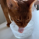 朝ごはん中の飼い主を後ろからチョイチョイして抱っこに成功し、満足げなひめちゃん
