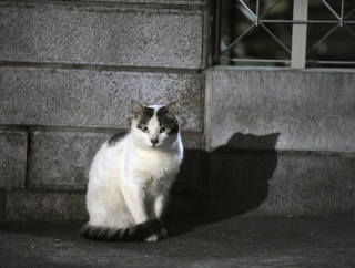 孤高の猫　チー