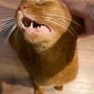 思い思いにくつろぐ猫たちに癒されるラッキー飼い主