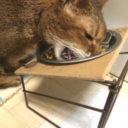 病気がちでも17歳まで生きてくれた猫の家族記念日