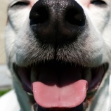 『吠えている（興奮している）犬に食べ物で黙らせるしか対処法を知らない方へ』の画像