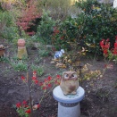 １２月７日の庭