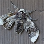 富士山麓の自然