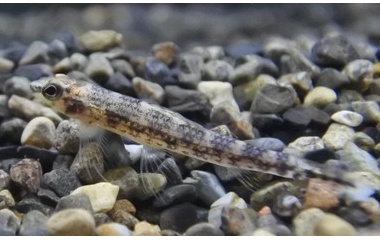 『熱帯魚オススメ情報！』の画像