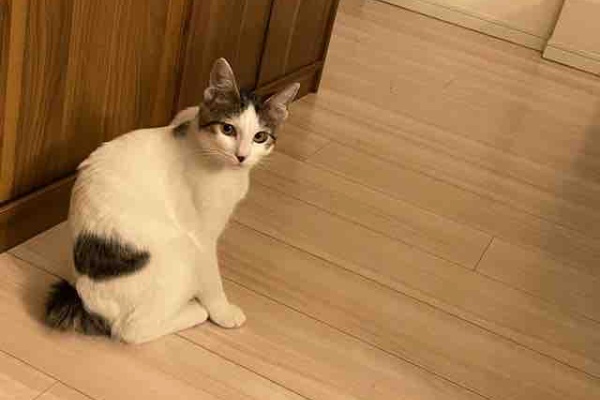アラフォーお母さんのごきげんな日々 猫