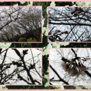 花見ウォーキング２．「総合運動公園」