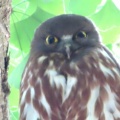 2026天然記念物大銀杏でアオバズクを撮る16🦉📸（足利市鑁阿寺）
