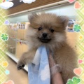 元気イッパイのタヌキ君o(^-^)o