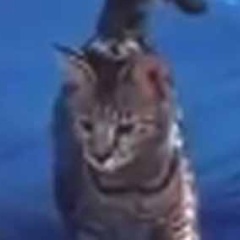 うちのネコが外に出たがる。このままじゃちょっとかわいそうだな → そんなときはこうします…