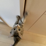 トイレ阻止猫あらわる