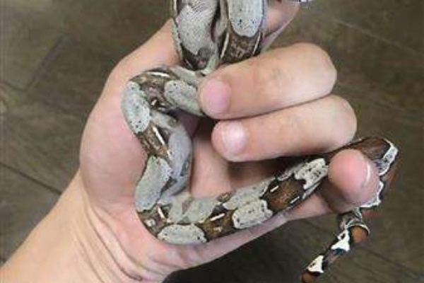 捨て蛇 Drm Repfarm