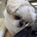 東郷店　トリミングブログ