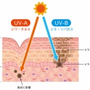 紫外線からの肌への影響