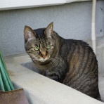 にぎにぎ　あずき