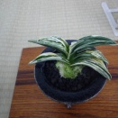 2024年　東京支部展から（107）