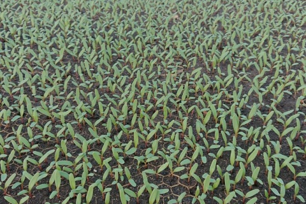 Kaguyaの農業日記