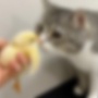YouTubeで最も視聴された猫としてギネス登録された『もちまる日記』さん、ヒヨコを猫の目の前に差し出す動画を投稿し批判殺到 → 動画が非公開に