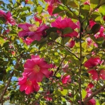 Divergent・構造翻訳アーキテクト養成講座