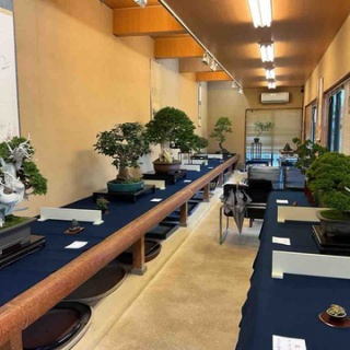 雨竹 盆栽 水石 便り