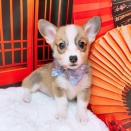 コーギーちゃん🩷