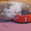 うたたね待ちぼうけ