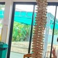 カプラ