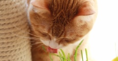 夏の朝の猫。