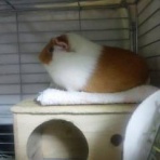 【チンチラ】大福と男爵とモルズ【モルモット】