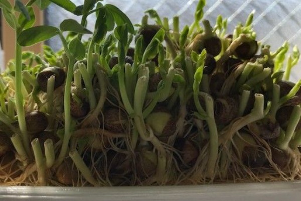 はじめてでも失敗しない 豆苗の育て方 観察記録 感想 絵の具の里