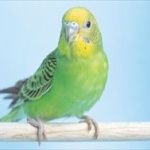 動物園の福引の大当たりは「 21 歳 の イ ン コ の 命 名 権 」wwww