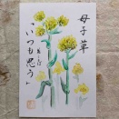 母子草