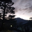 土260314  花の芽がたくさん